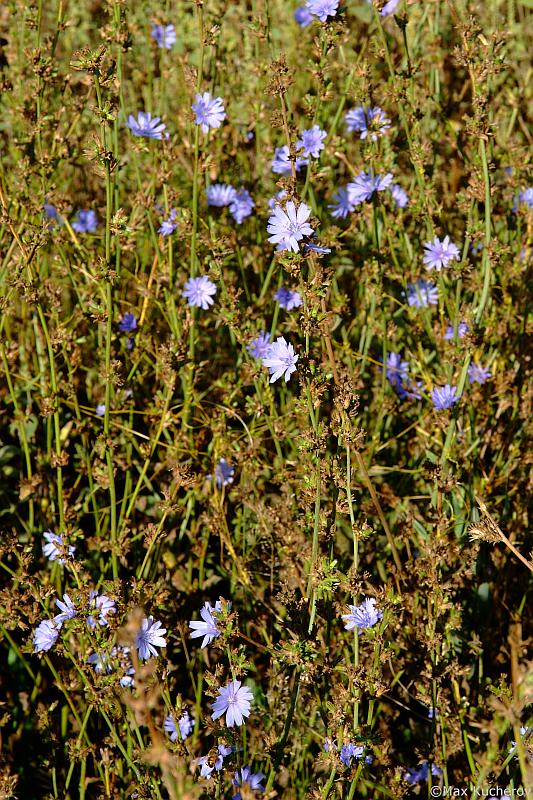 Image of Cichorium intybus specimen.