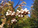 Sorbus cashmiriana