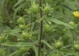 Dittrichia graveolens