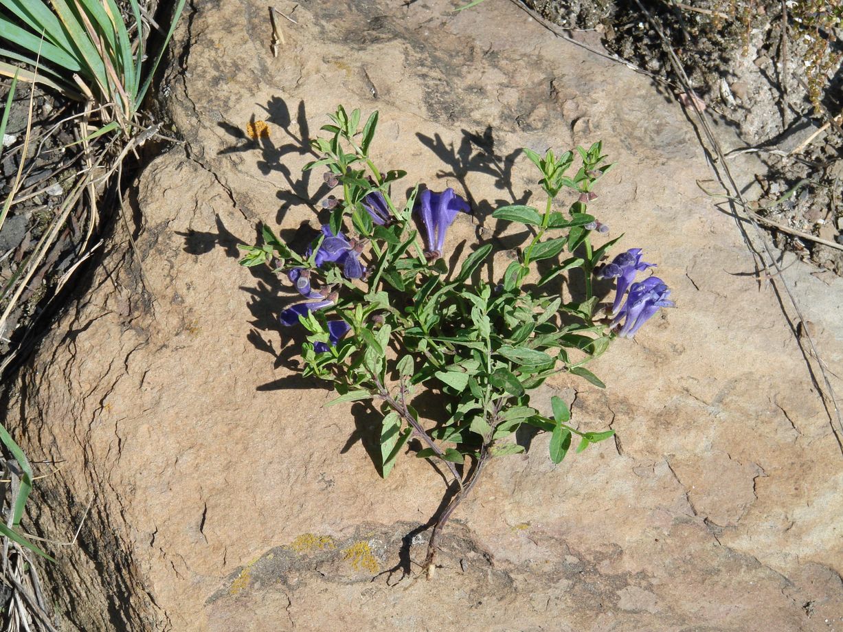 Image of Scutellaria scordiifolia specimen.