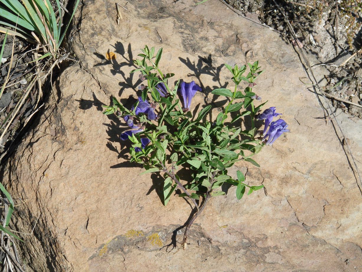 Image of Scutellaria scordiifolia specimen.