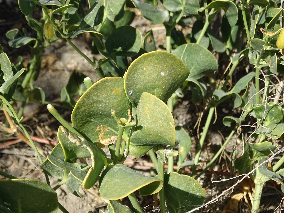 Изображение особи Zygophyllum oxianum.