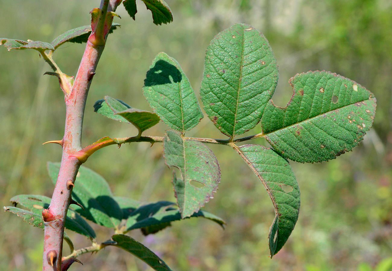 Изображение особи Rosa subpomifera.