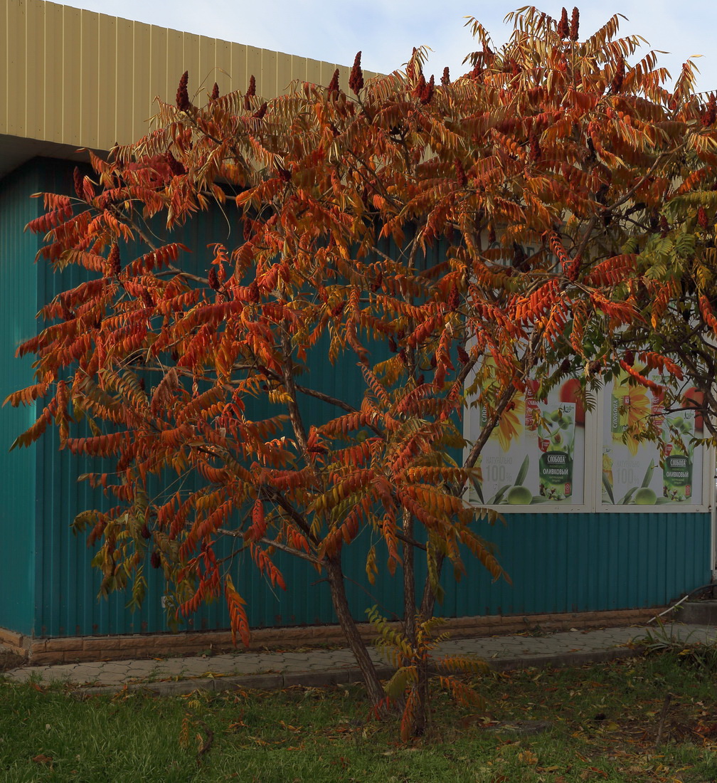 Image of Rhus typhina specimen.