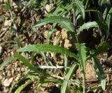 Carlina vulgaris