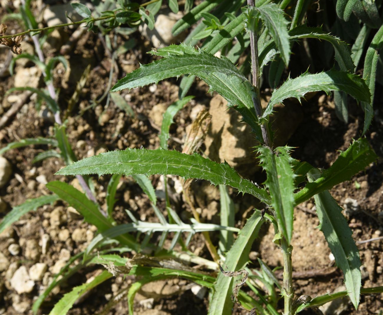 Изображение особи Carlina vulgaris.