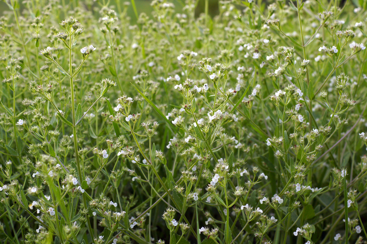 Image of Nepeta parviflora specimen.