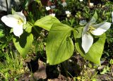 Trillium camschatcense