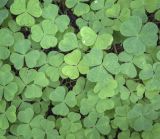 Oxalis acetosella