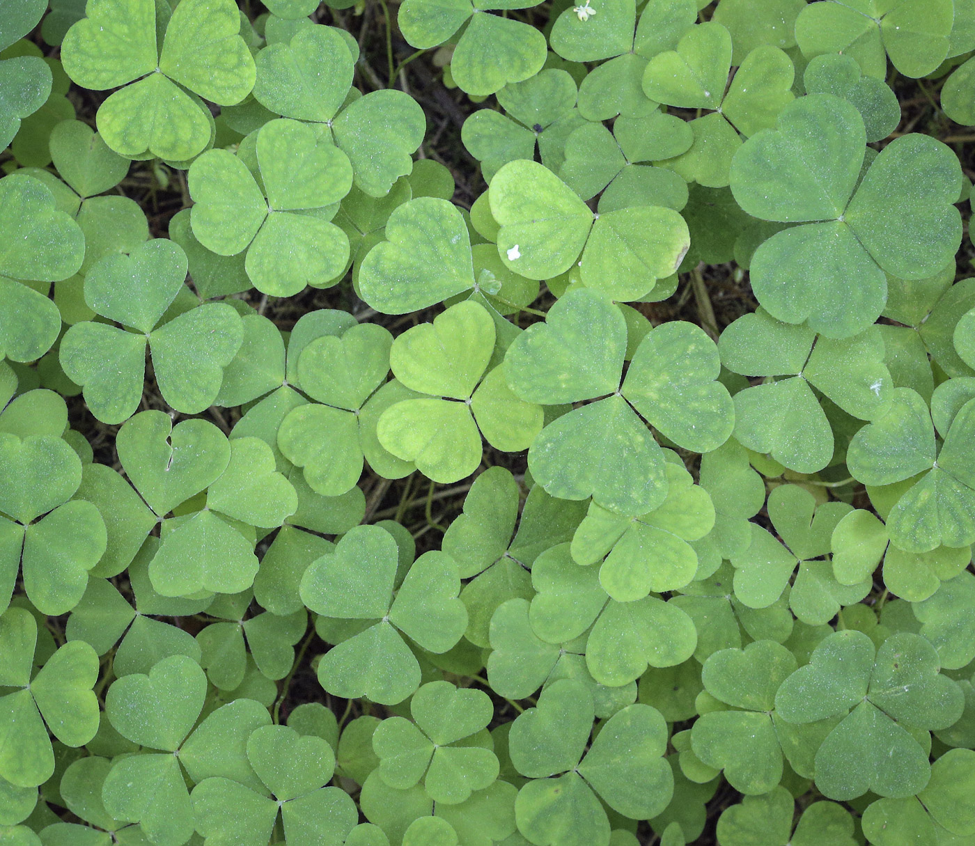 Image of Oxalis acetosella specimen.