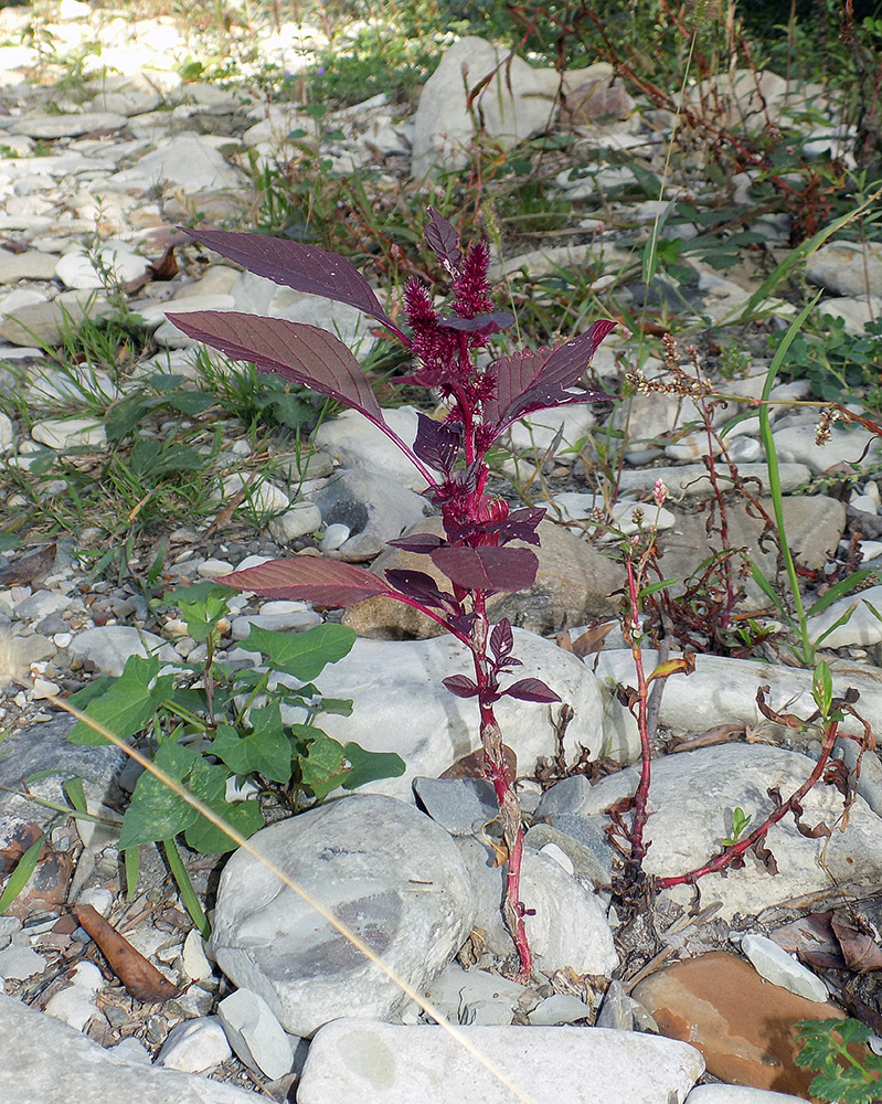 Image of Amaranthus hypochondriacus specimen.