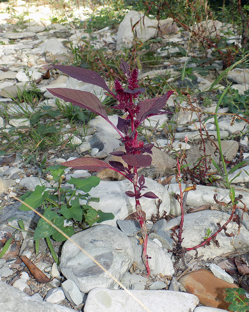 Изображение особи Amaranthus hypochondriacus.