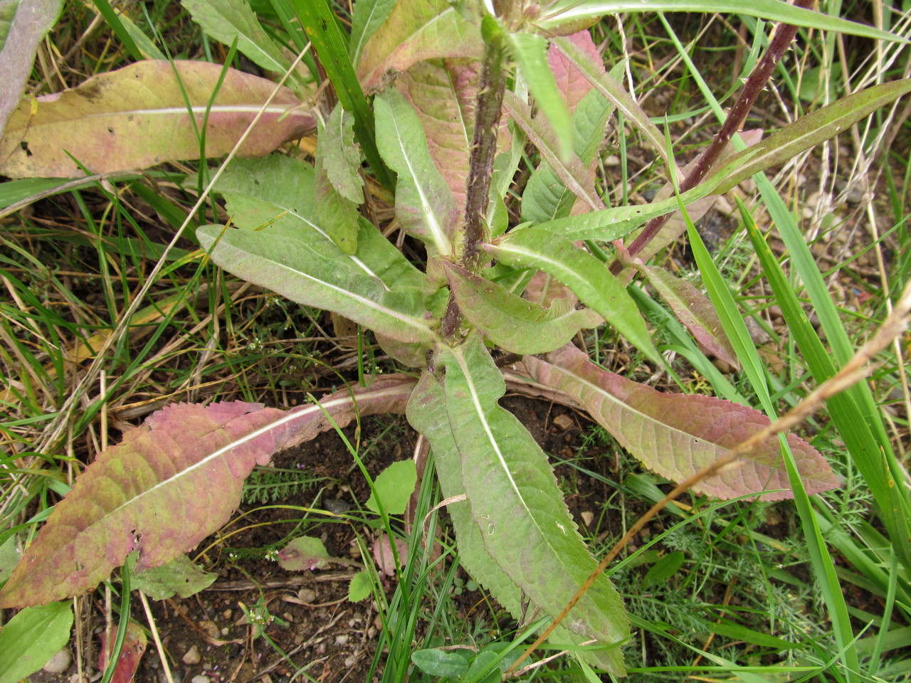 Image of Dipsacus fullonum specimen.