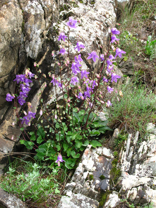 Изображение особи Campanula kolenatiana.