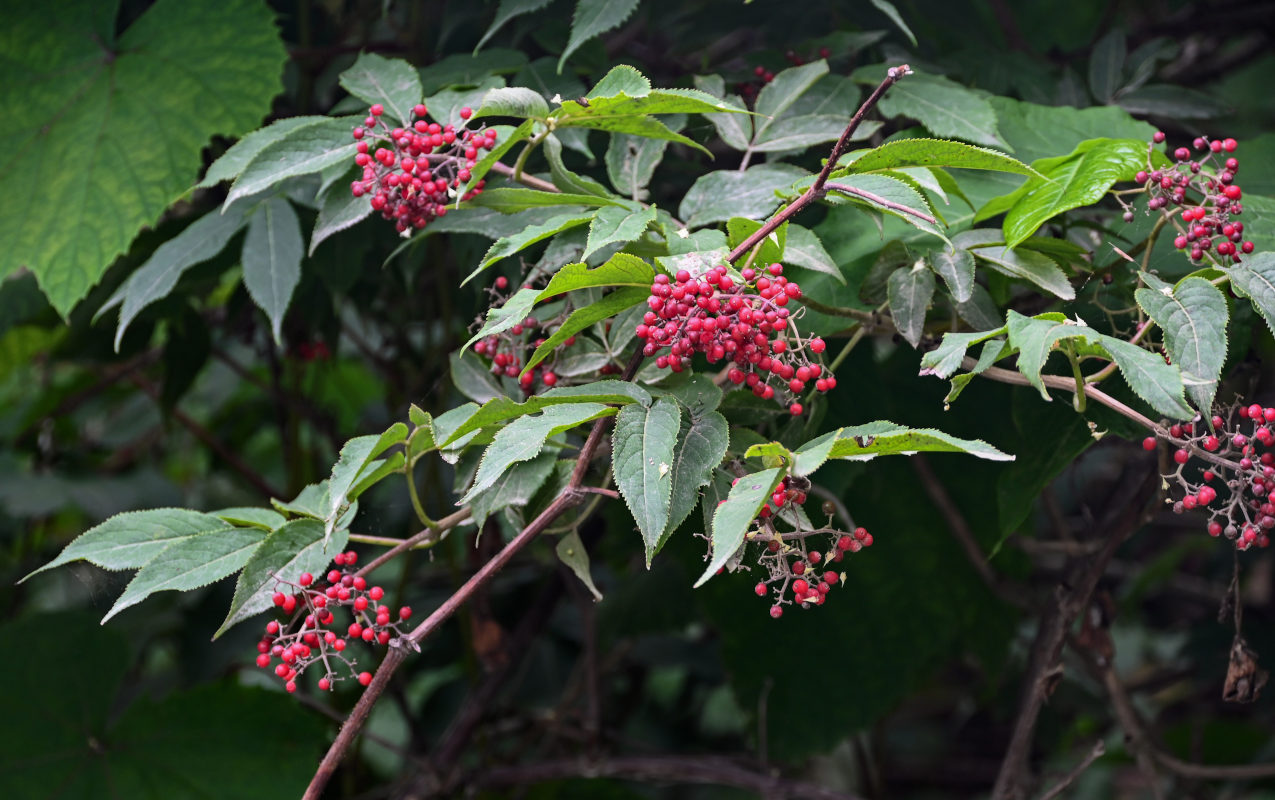 Image of Sambucus miquelii specimen.