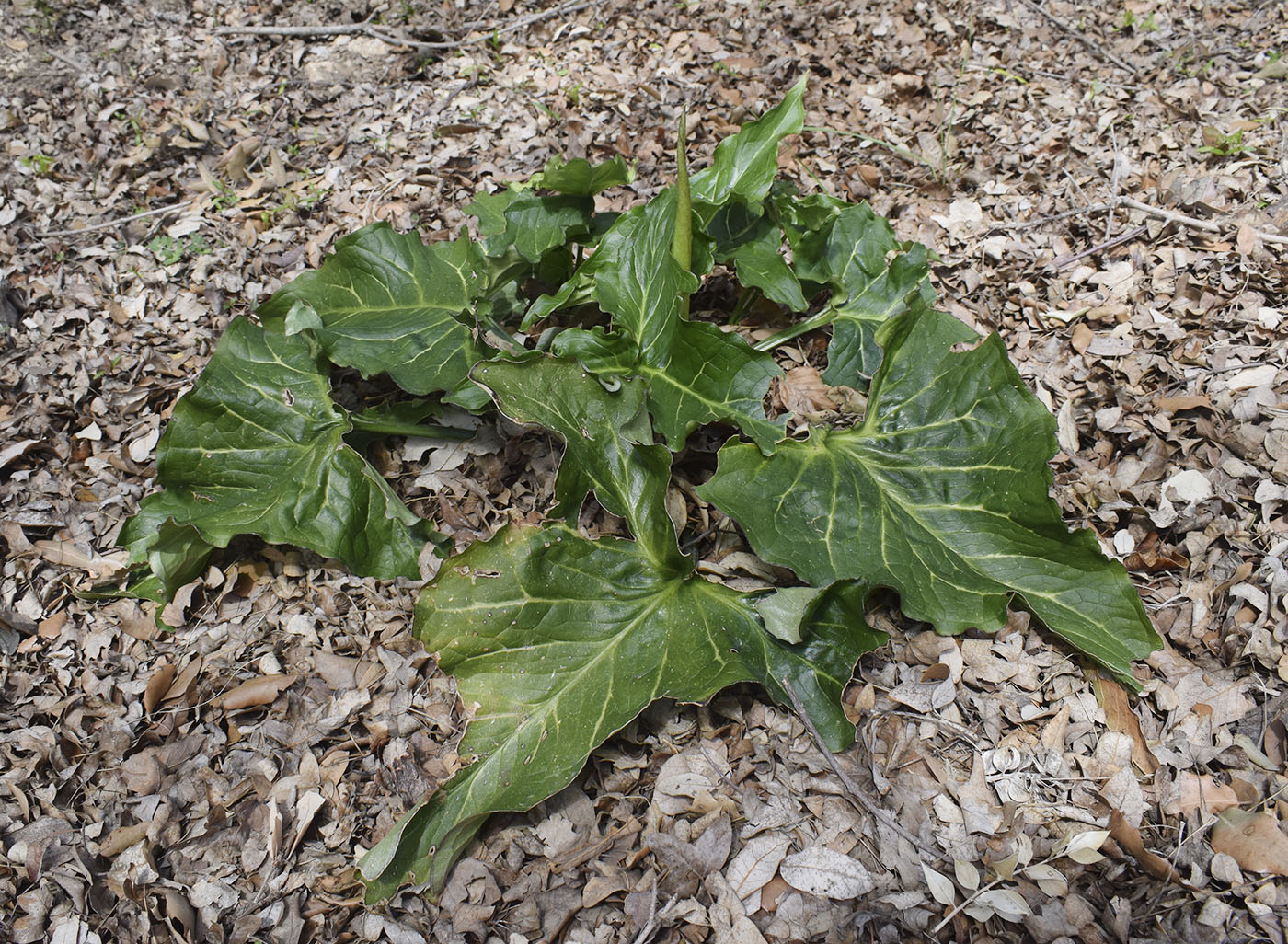 Image of genus Arum specimen.