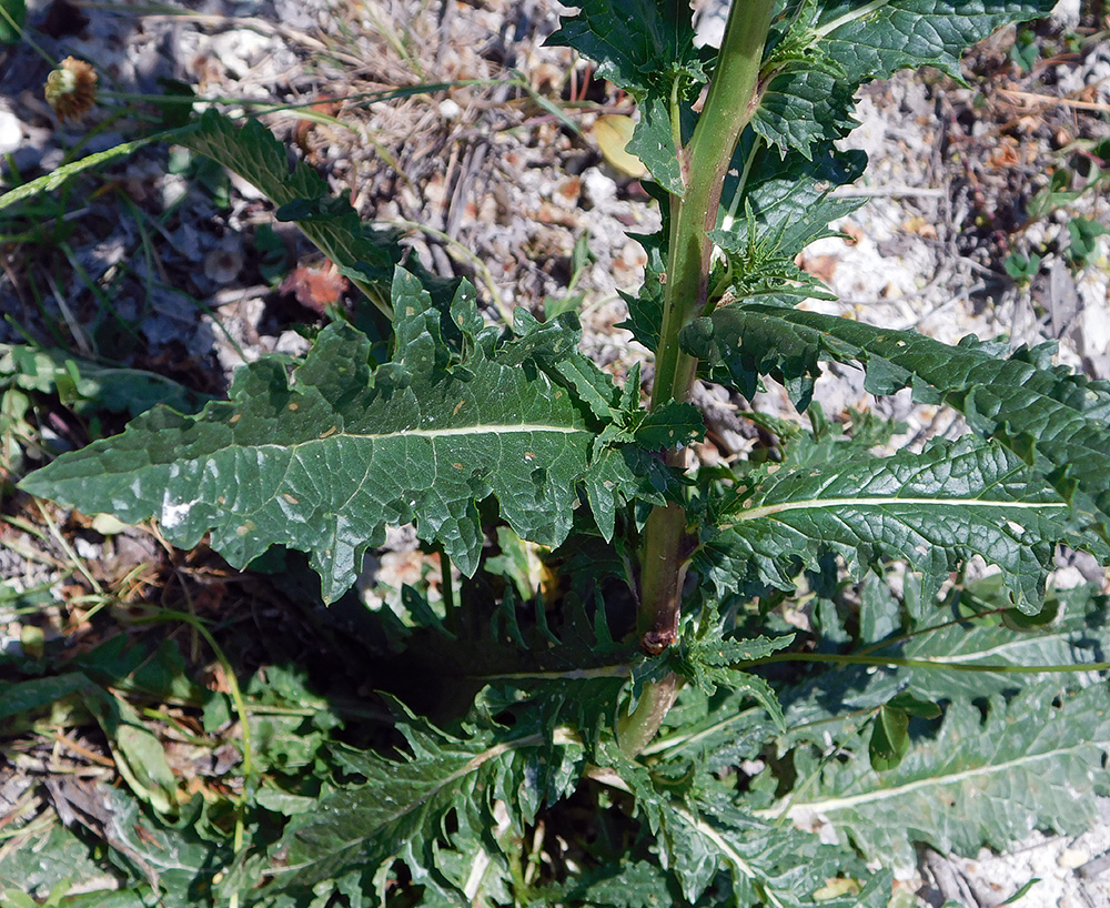 Image of Verbascum blattaria specimen.