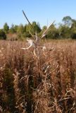 Chamaenerion angustifolium. Верхушка плодоносящего растения. Калужская обл., Спас-Деменский р-н, окр. дер. Вдовец, луг. 10 сентября 2022 г.