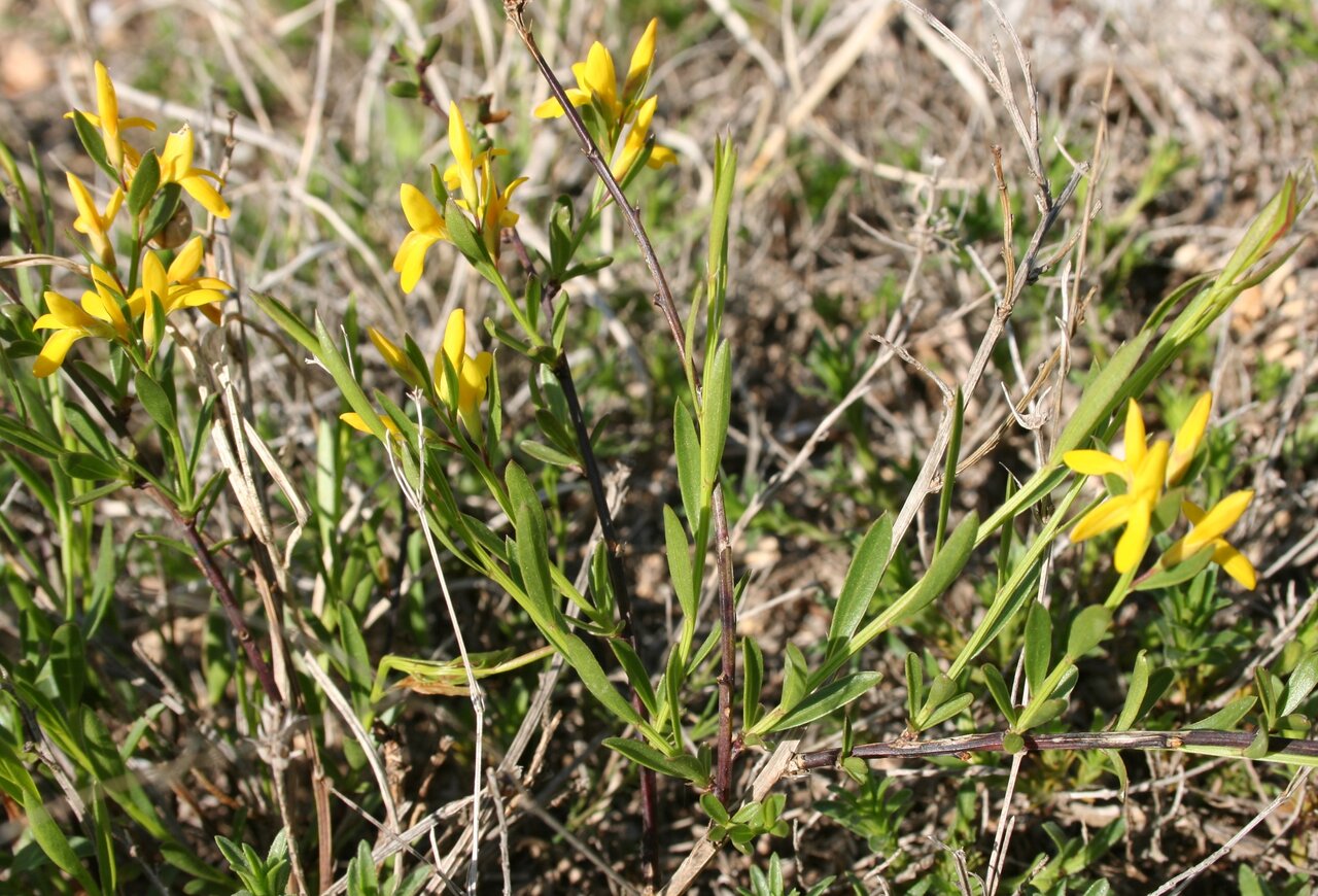 Image of Genista januensis specimen.