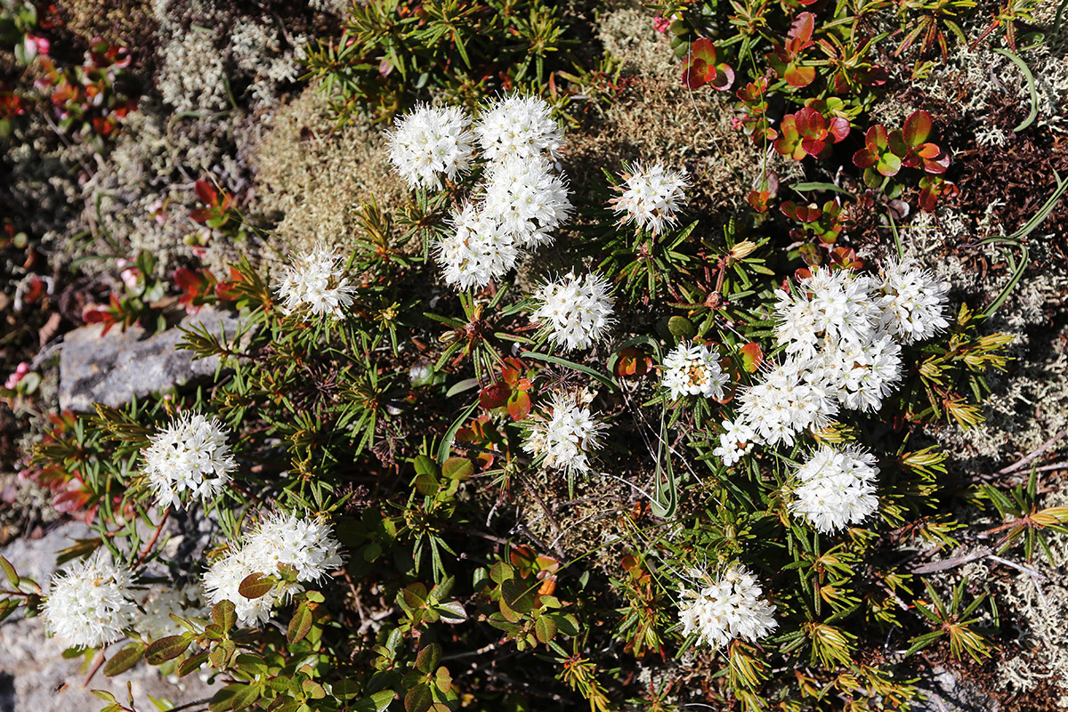 Изображение особи Ledum decumbens.