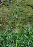 Cannabis sativa var. spontanea