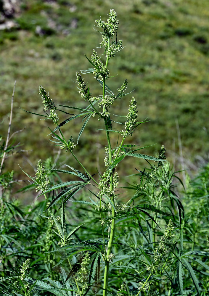 Изображение особи Cannabis sativa var. spontanea.