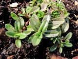 Cerastium holosteoides