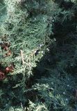 Juniperus &times; pfitzeriana