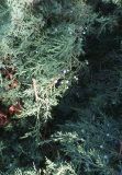 Juniperus × pfitzeriana. Ветви с шишкоягодами. Болгария, г. Бургас, Приморский парк, в культуре. 16.09.2021.