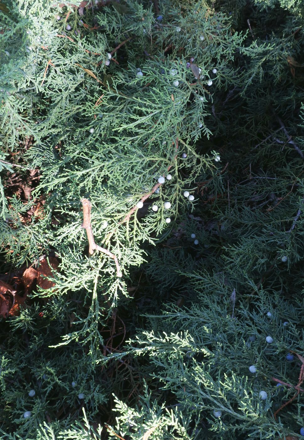 Image of Juniperus &times; pfitzeriana specimen.