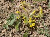 genus Astragalus