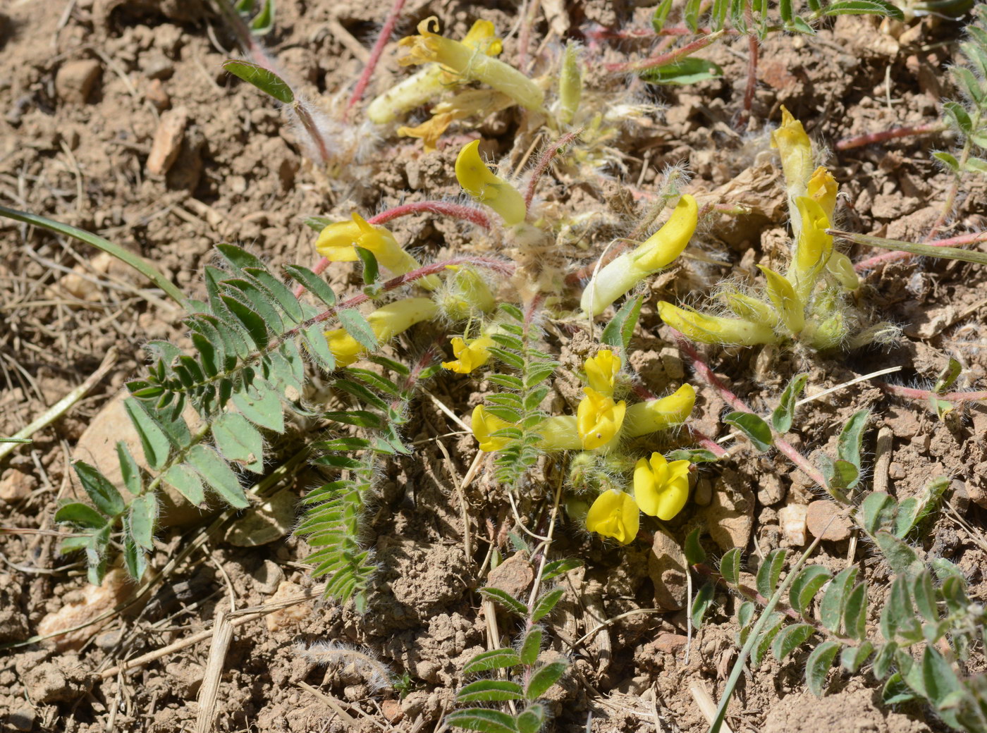 Изображение особи род Astragalus.