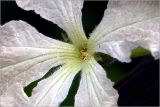 Lagenaria siceraria
