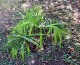 Trachycarpus fortunei. Молодое растение на набережной. Болгария, Бургасская обл., г. Поморие, бульвар на ул. \"П. К. Яворов\", в культуре. 17.09.2021.