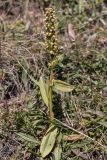 Dactylorhiza viridis. Цветущее растение. Кабардино-Балкария, Эльбрусский р-н, окр. оз. Донгуз-Орун, ≈ 2500 м н.у.м., травянистый склон г. Чегет. 23.08.2023.