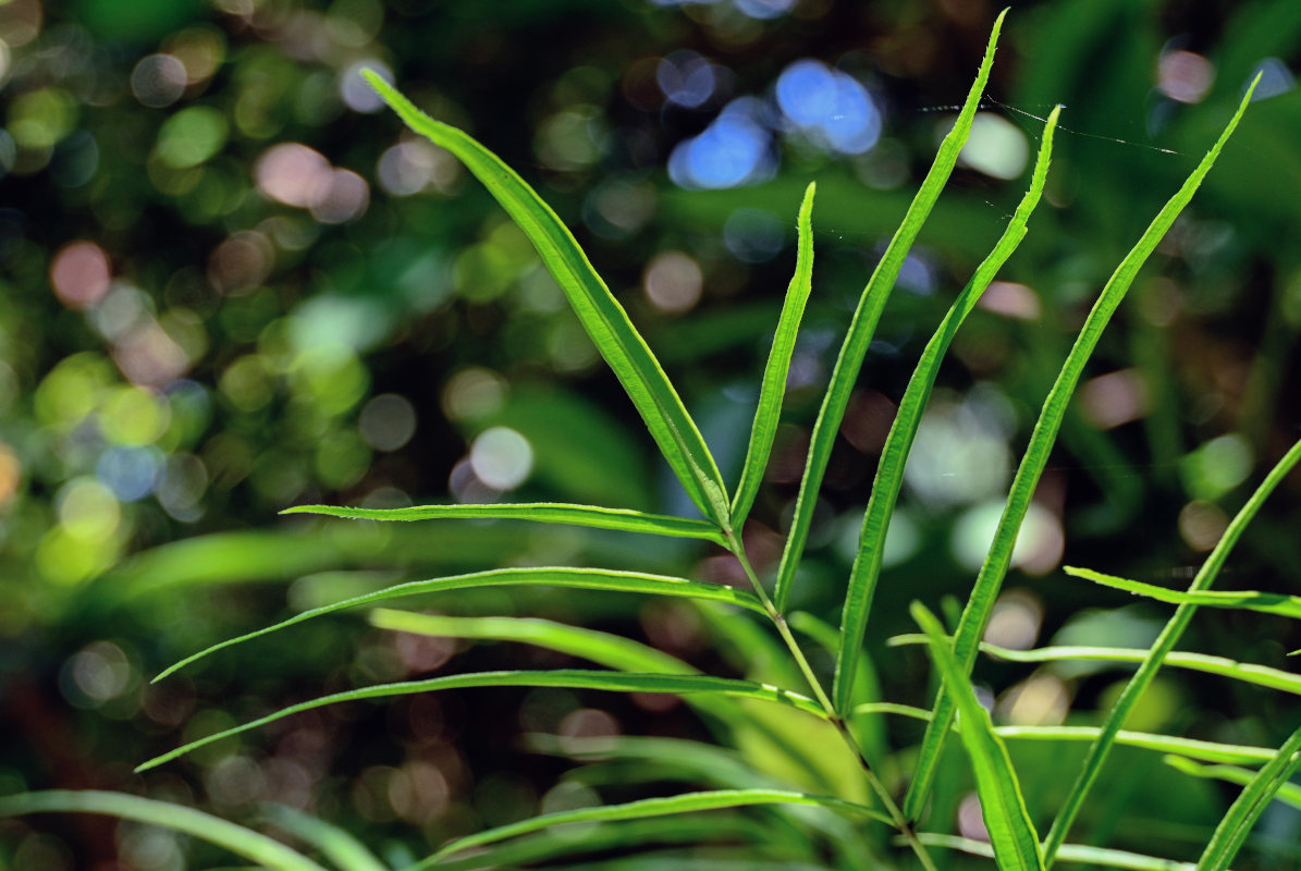 Image of Pteris cretica specimen.