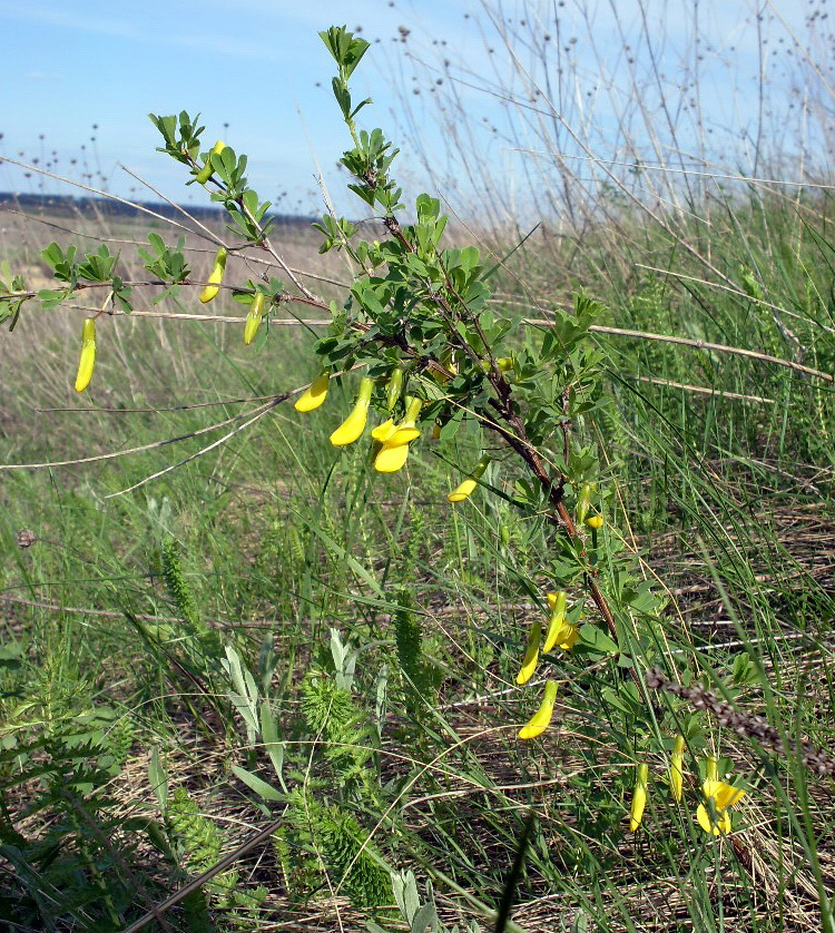 Image of Caragana frutex specimen.