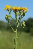 Crepis biennis