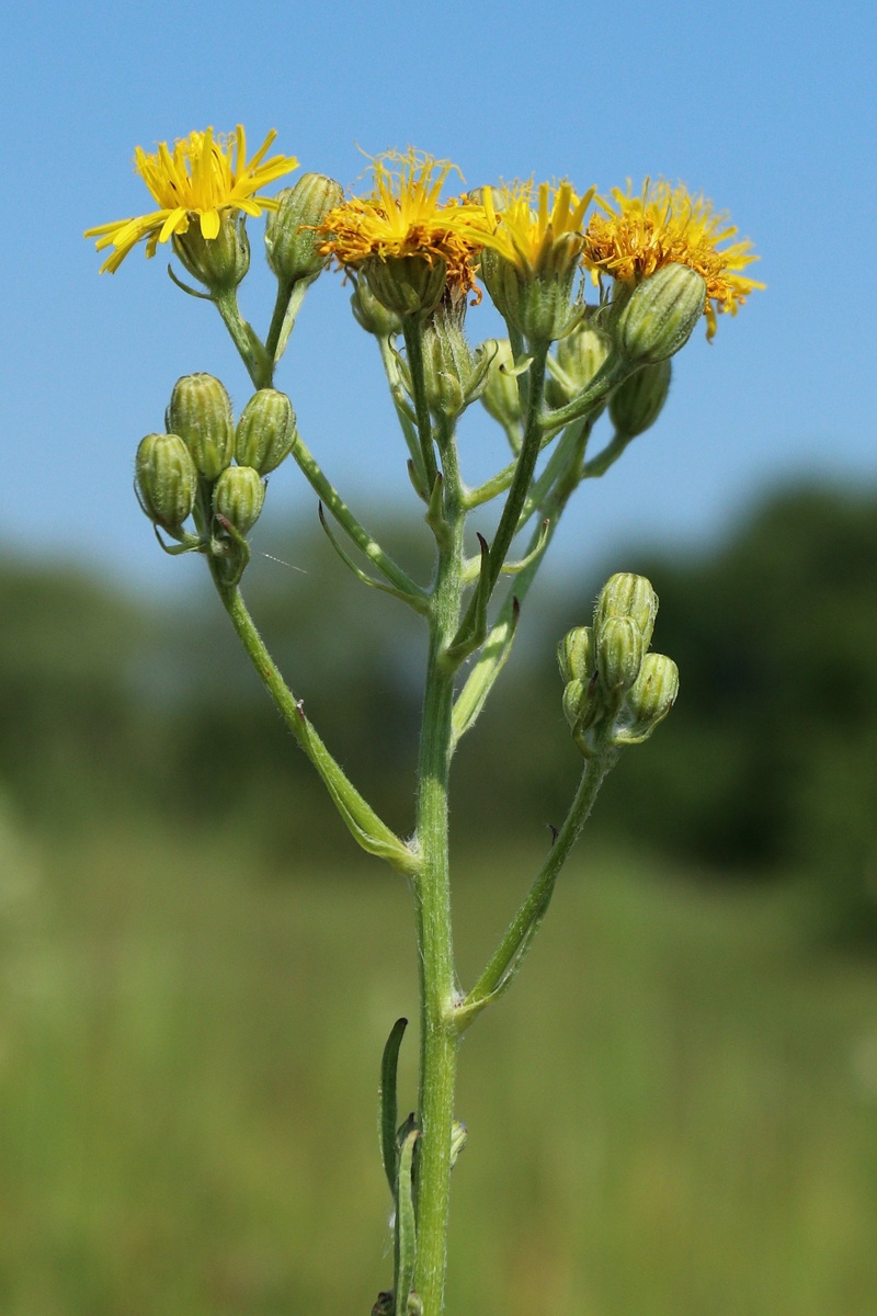 Изображение особи Crepis biennis.