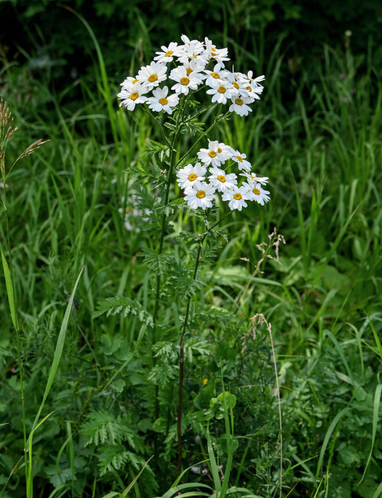 Image of Pyrethrum corymbosum specimen.