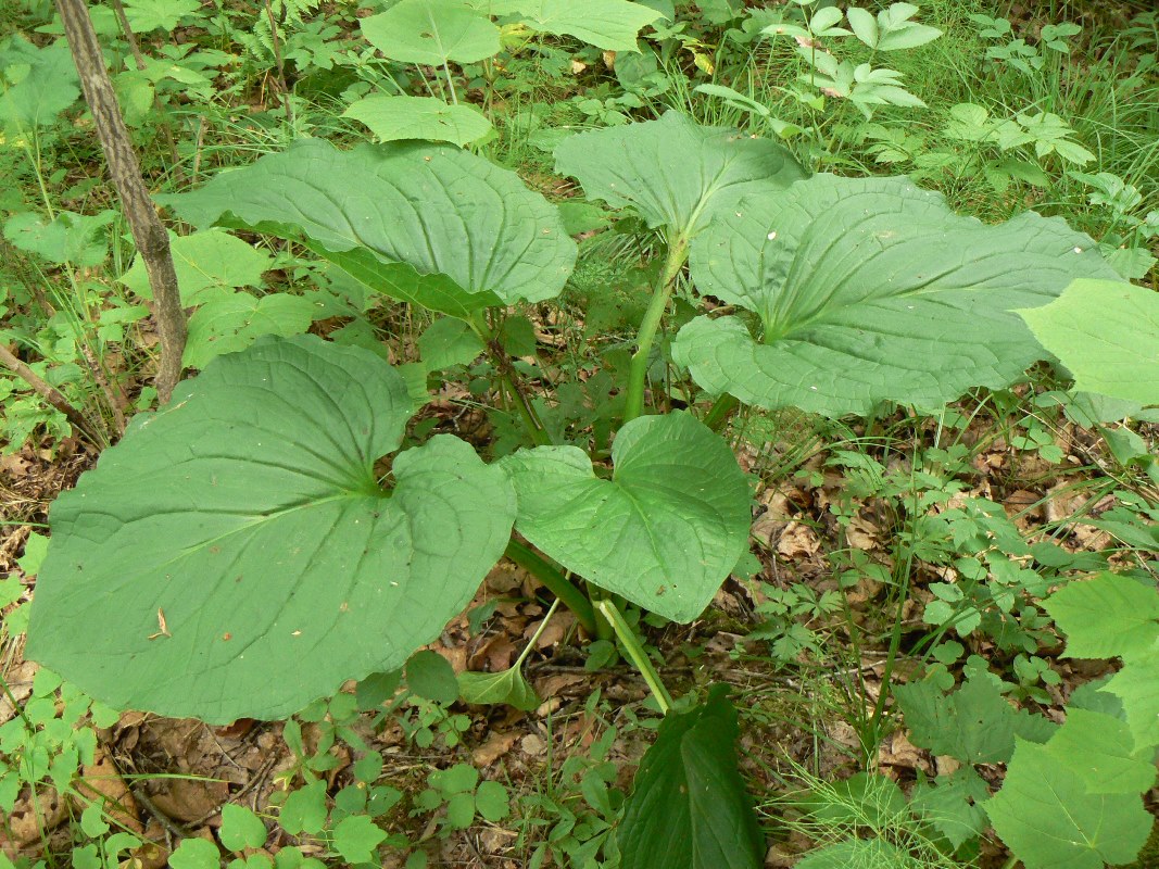 Image of Symplocarpus renifolius specimen.