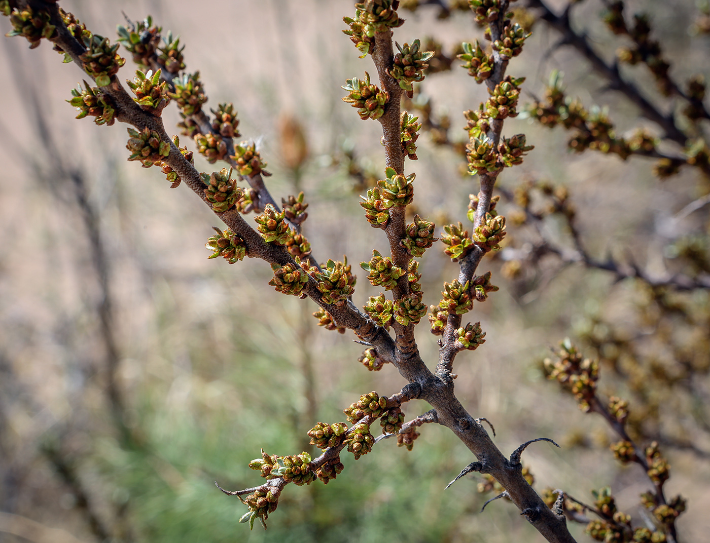 Image of Hippophae rhamnoides specimen.