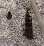 Phyllostachys pubescens