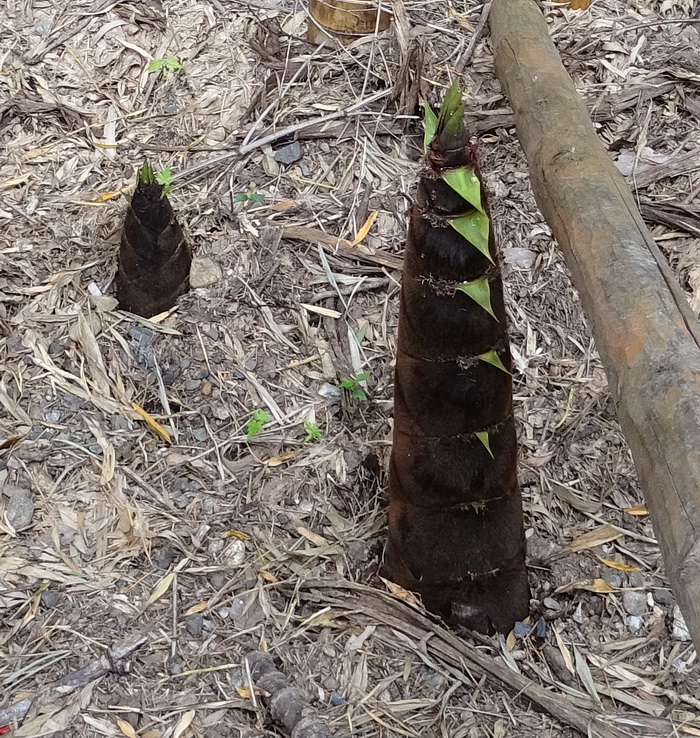 Изображение особи Phyllostachys pubescens.