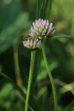 Trifolium fragiferum. Верхушки побегов с соцветиями. Беларусь, Витебская обл., пос. Езерище, ивняк из Salix cinerea, сырая лужайка у обочины дороги. 28.07.2023.