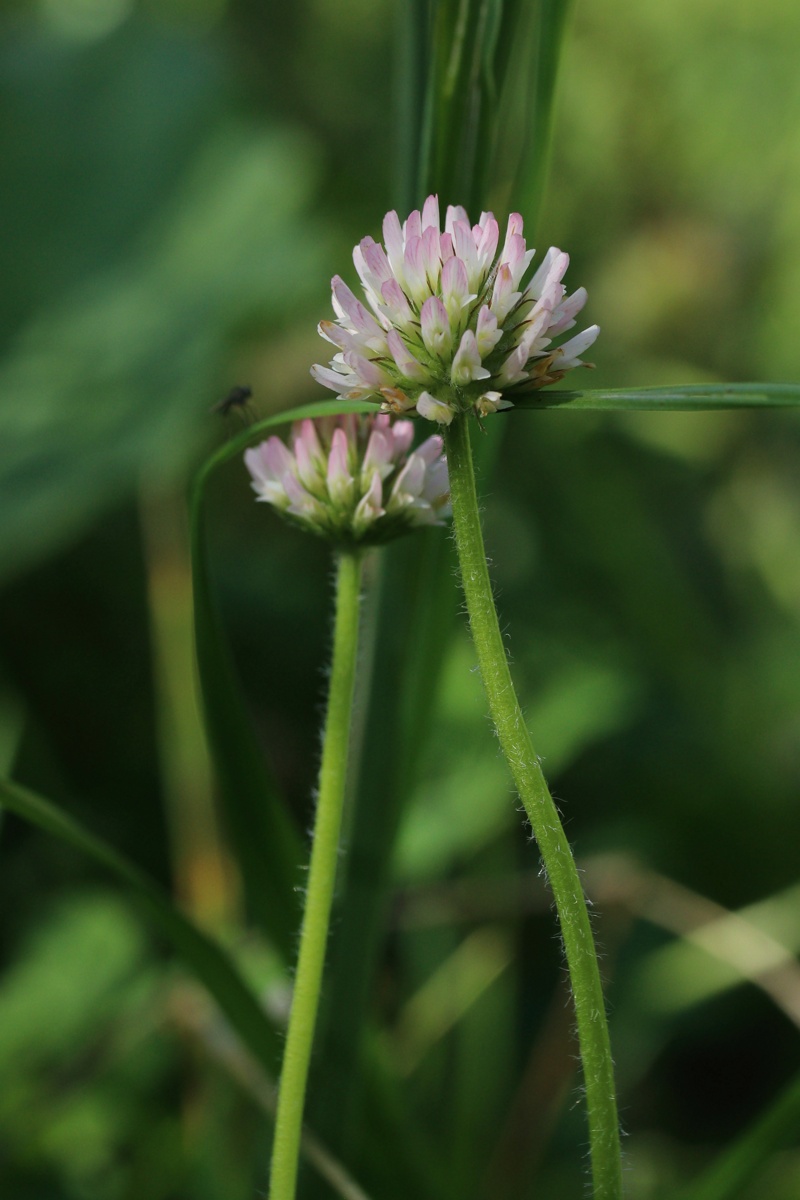 Изображение особи Trifolium fragiferum.