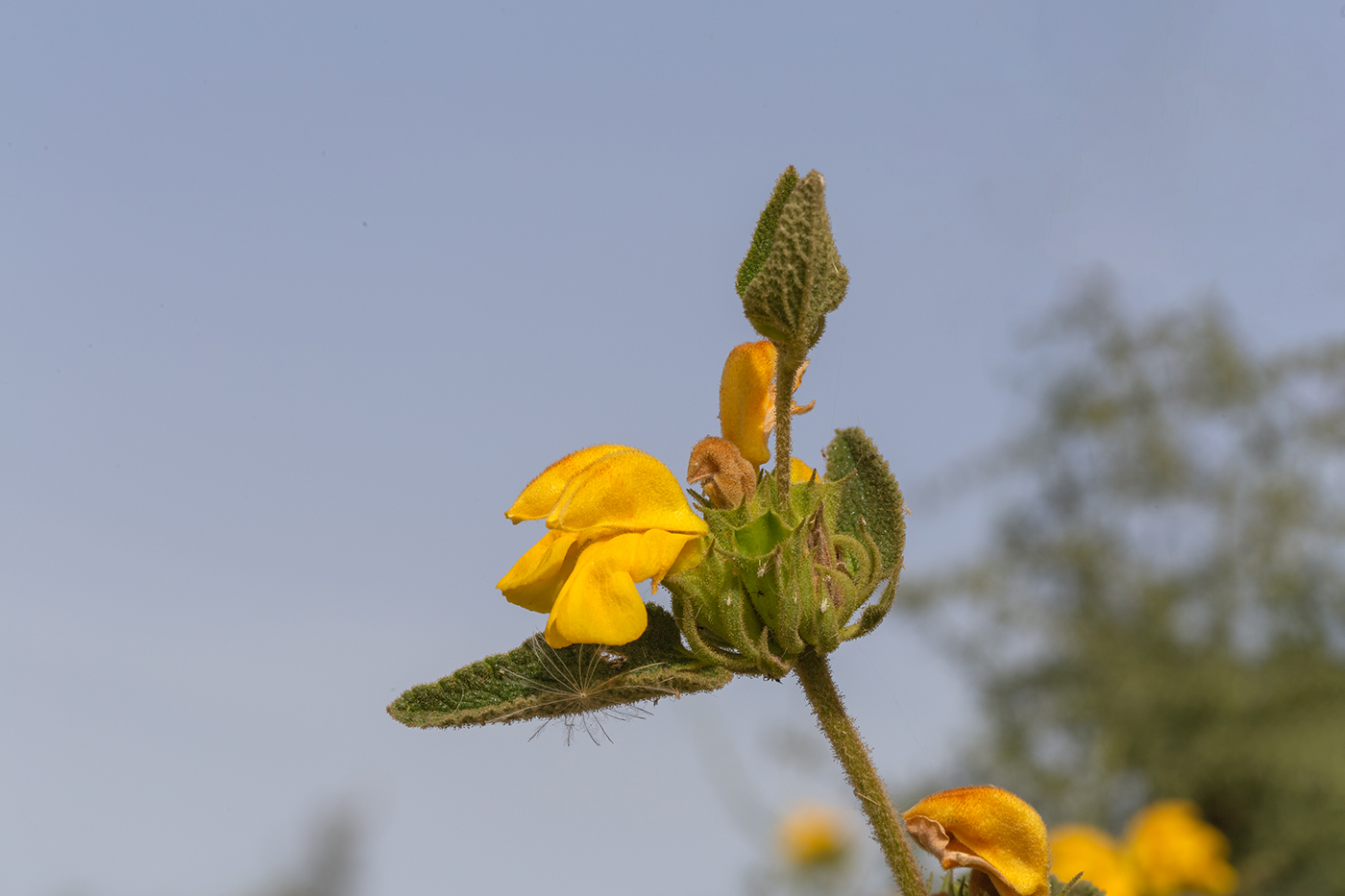 Image of Phlomis viscosa specimen.