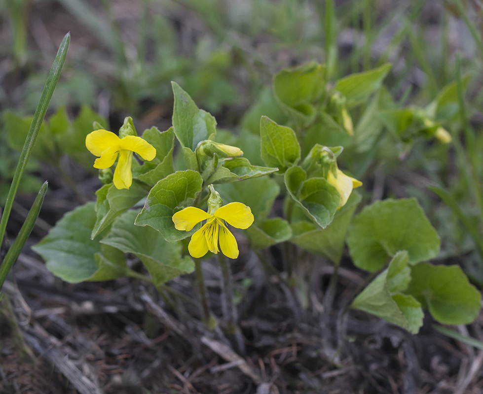 Image of Viola acutifolia specimen.