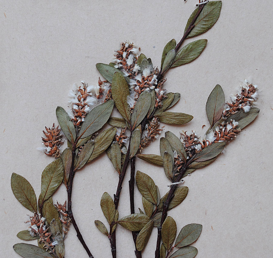 Image of Salix arbuscula specimen.