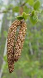 Betula dauurica